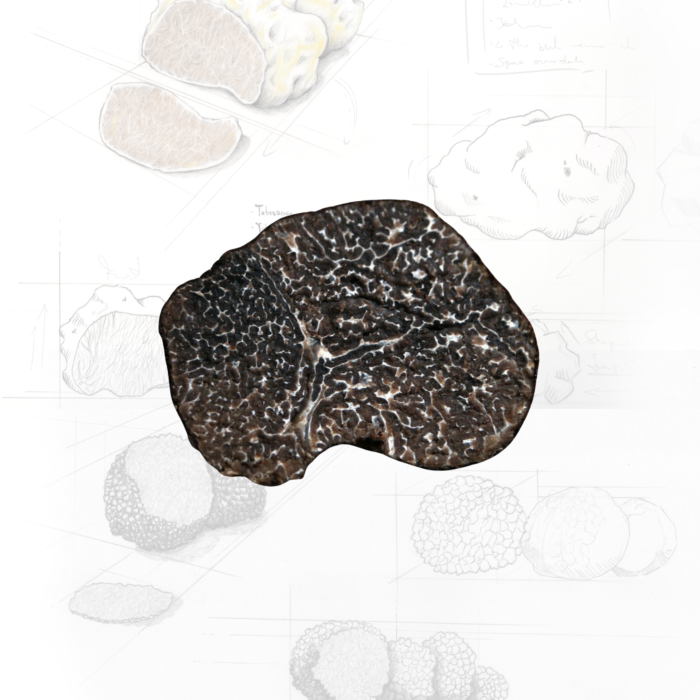 Tartufo-nero-pregiato Tartufo-nero-pregiato